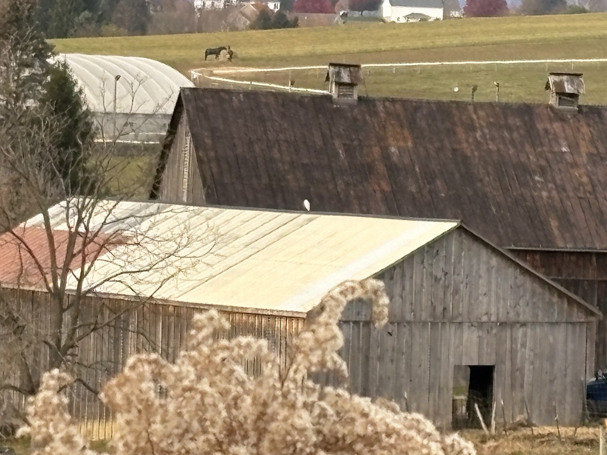 Western Cattle-Egret - ML644942863