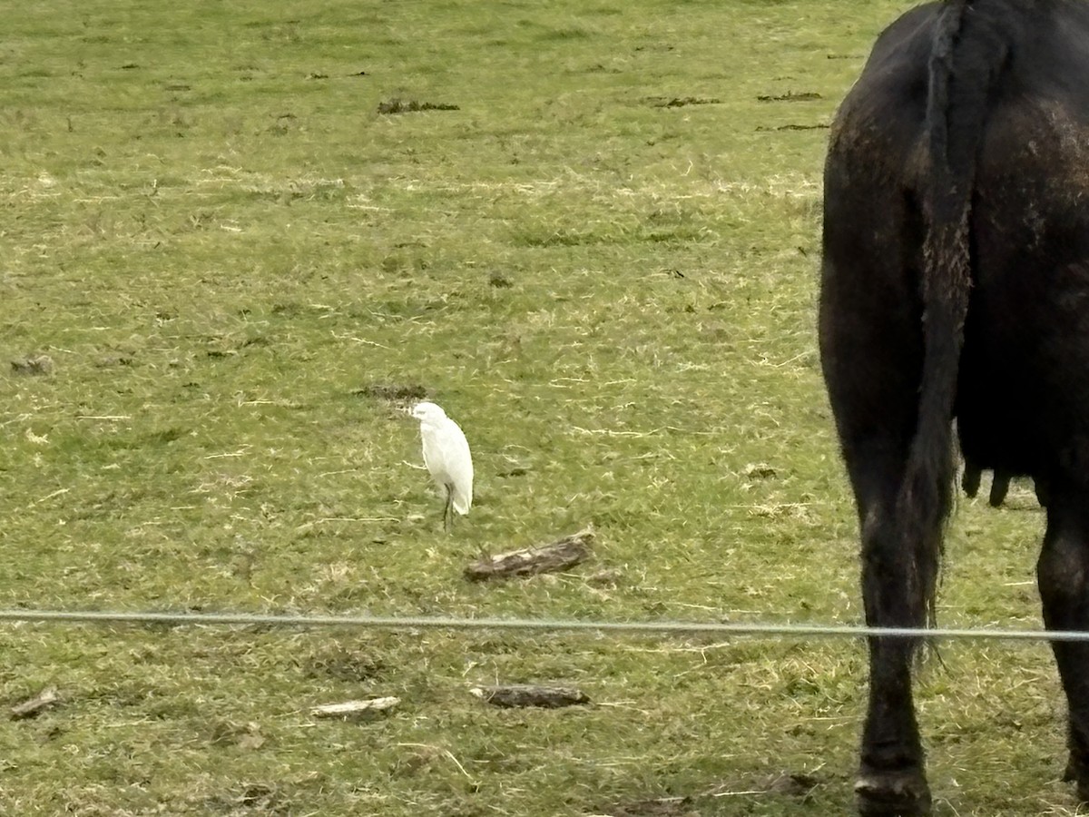 Western Cattle-Egret - ML644942864