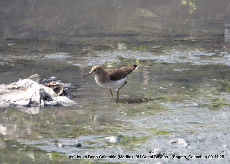 Solitary Sandpiper - ML644942871