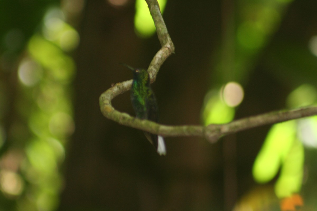 Weißschwanz-Degenflügel - ML644942873