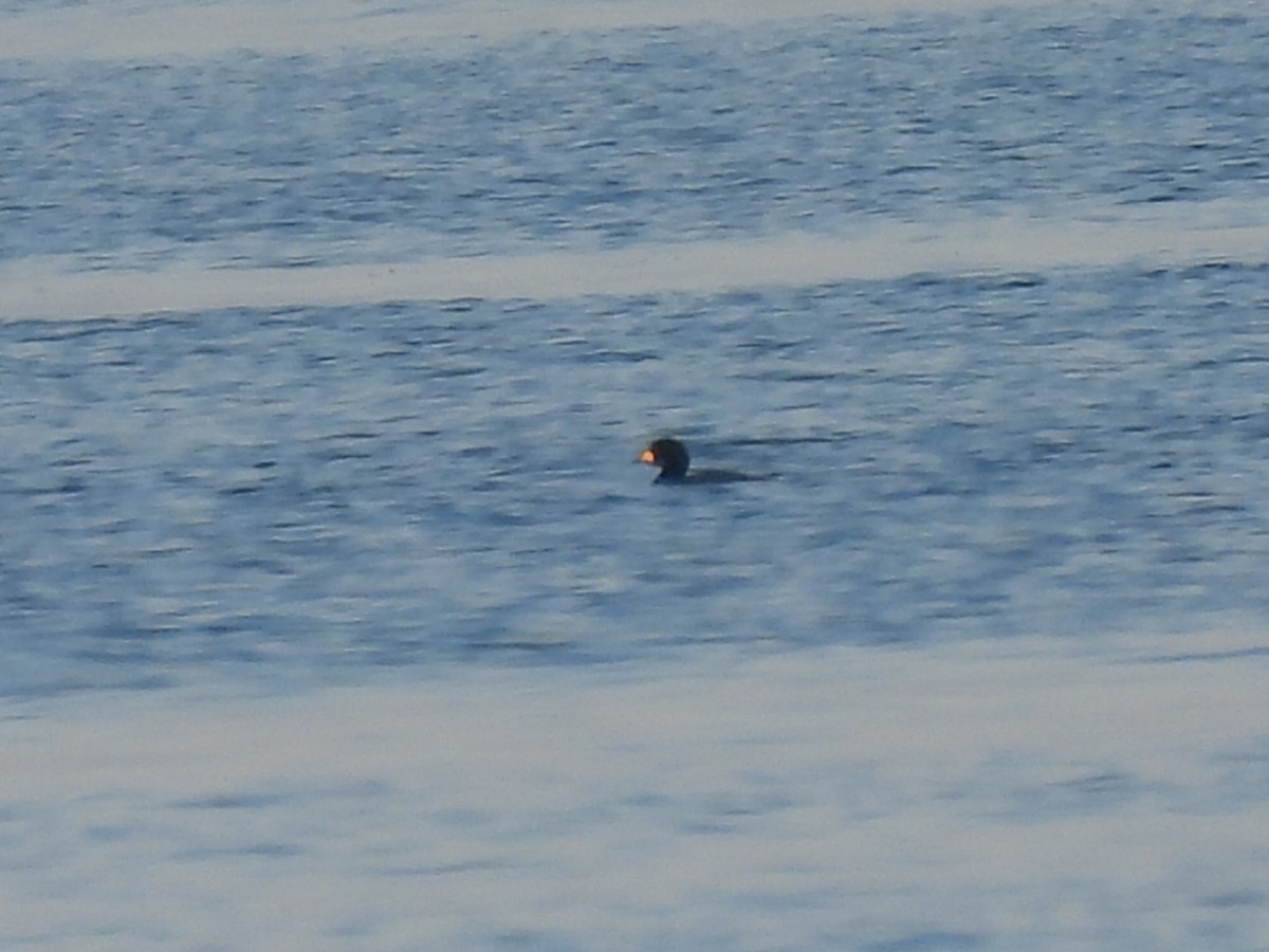 Black Scoter - ML644942875