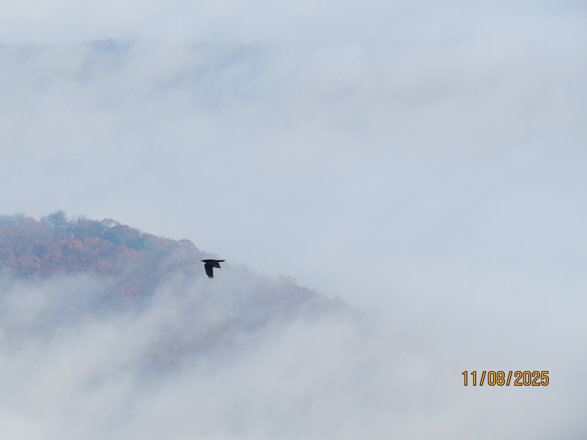 Kuzgun - ML644942877