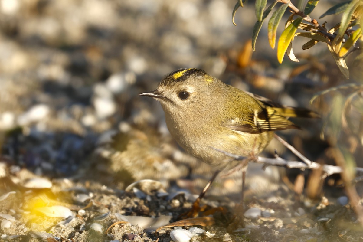 戴菊鳥 - ML644942878