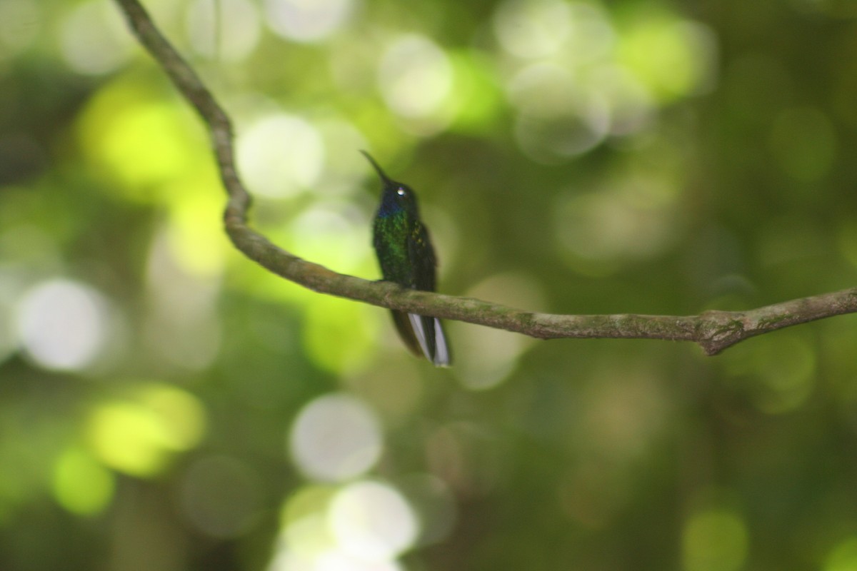 Weißschwanz-Degenflügel - ML644942881