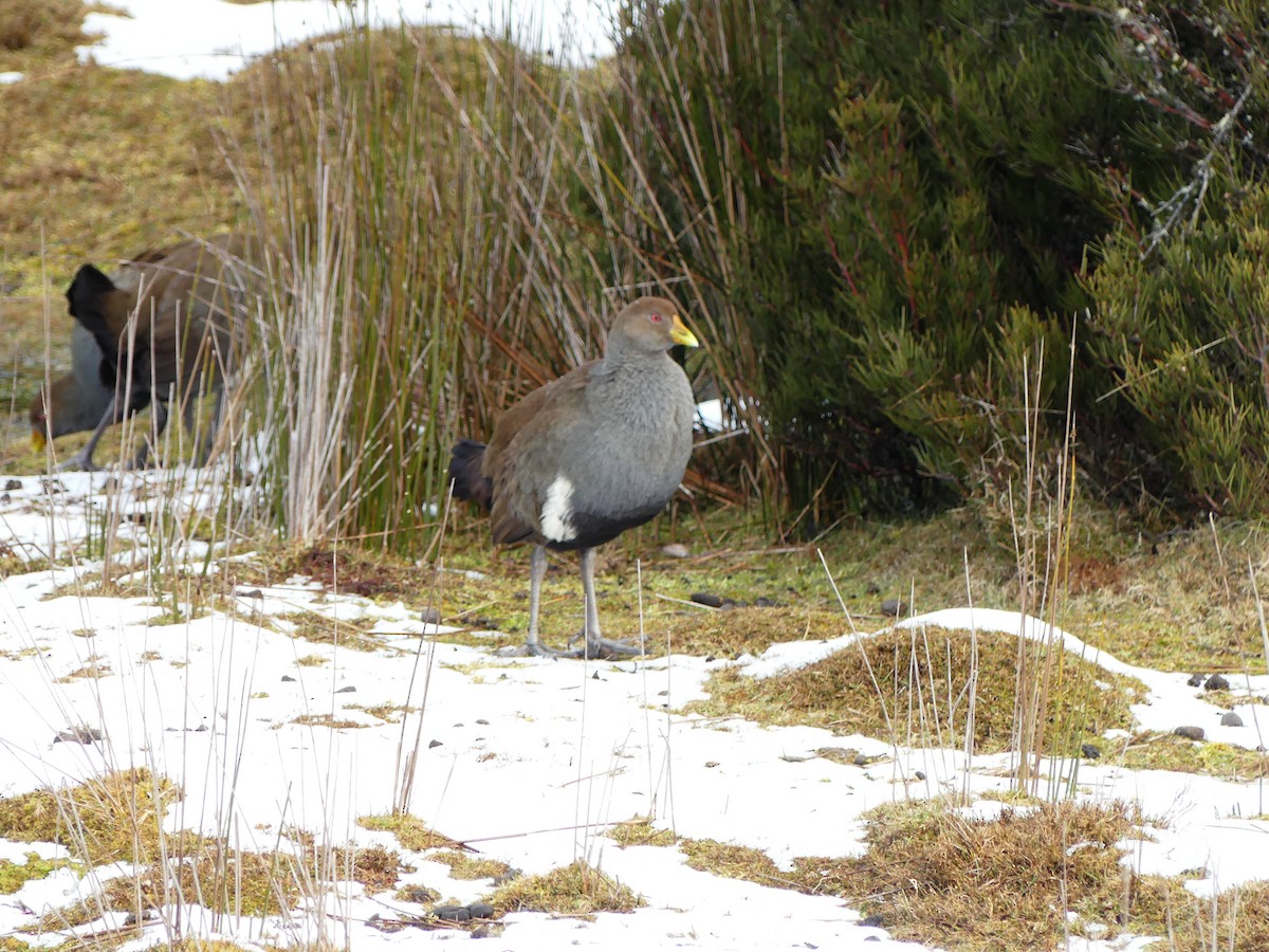 slípka tasmánská - ML644942883