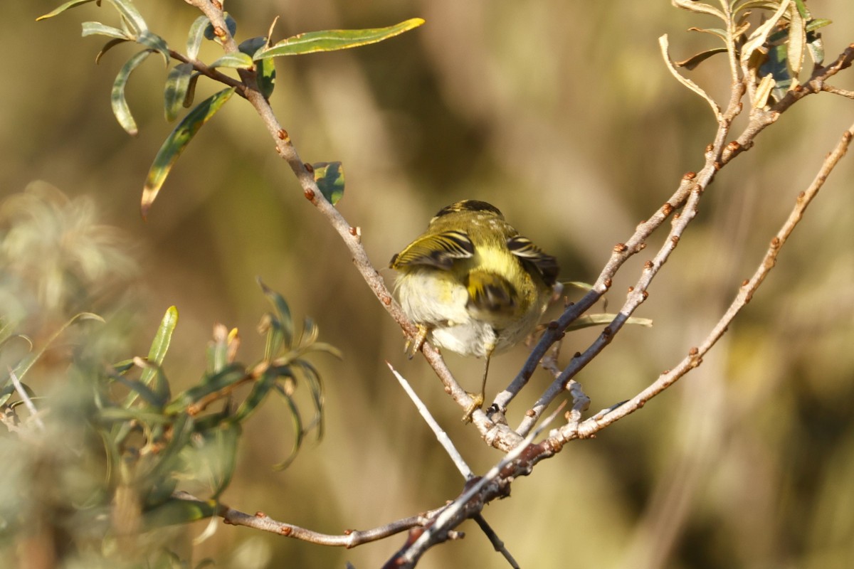 黃腰柳鶯 - ML644942888