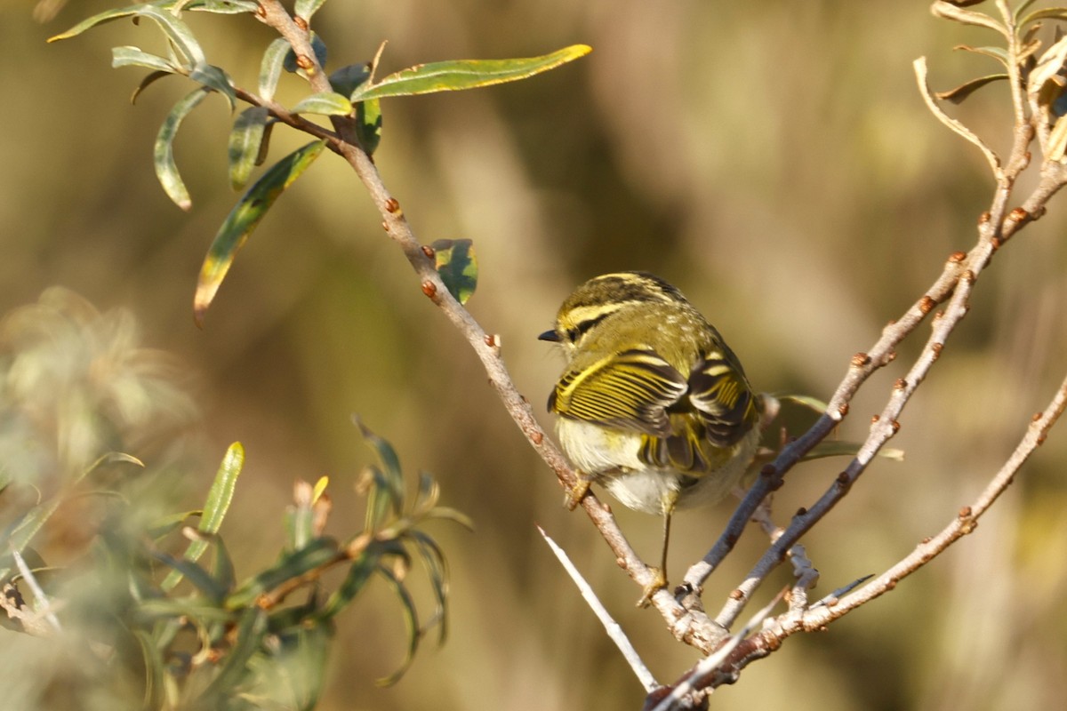 黃腰柳鶯 - ML644942889
