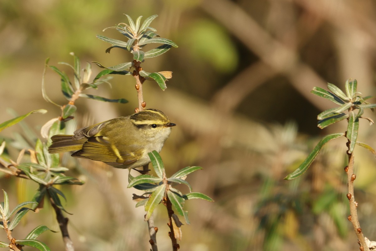 黃腰柳鶯 - ML644942890