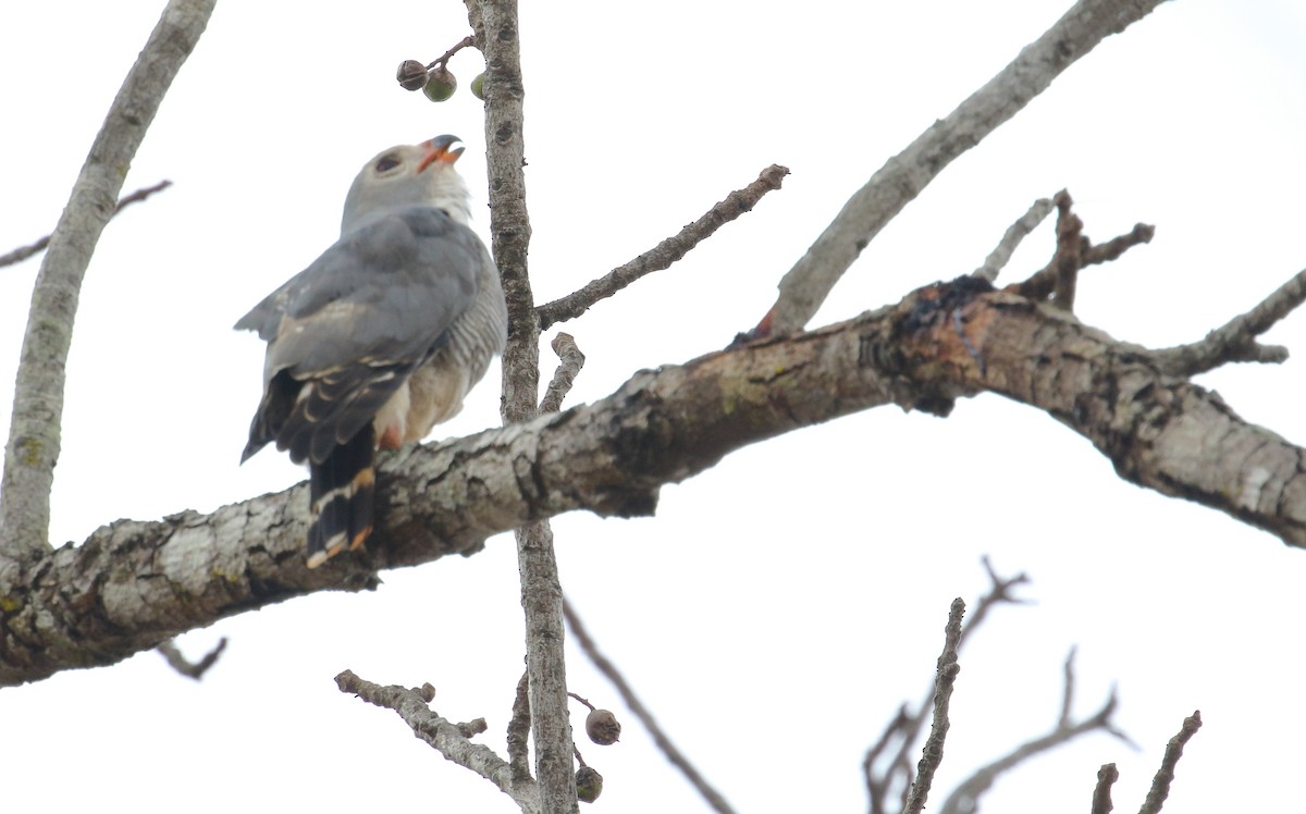 Lizard Buzzard - ML644942893