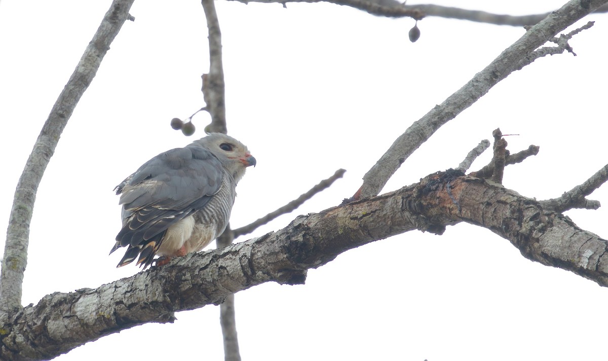 Lizard Buzzard - ML644942894