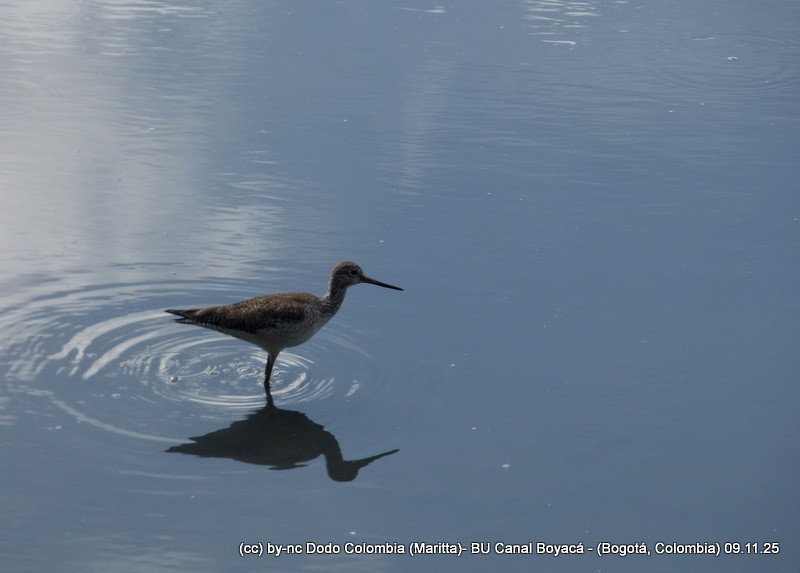 Greater Yellowlegs - ML644942895