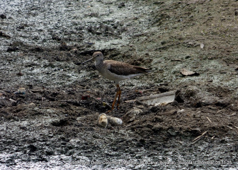 Greater Yellowlegs - ML644942896