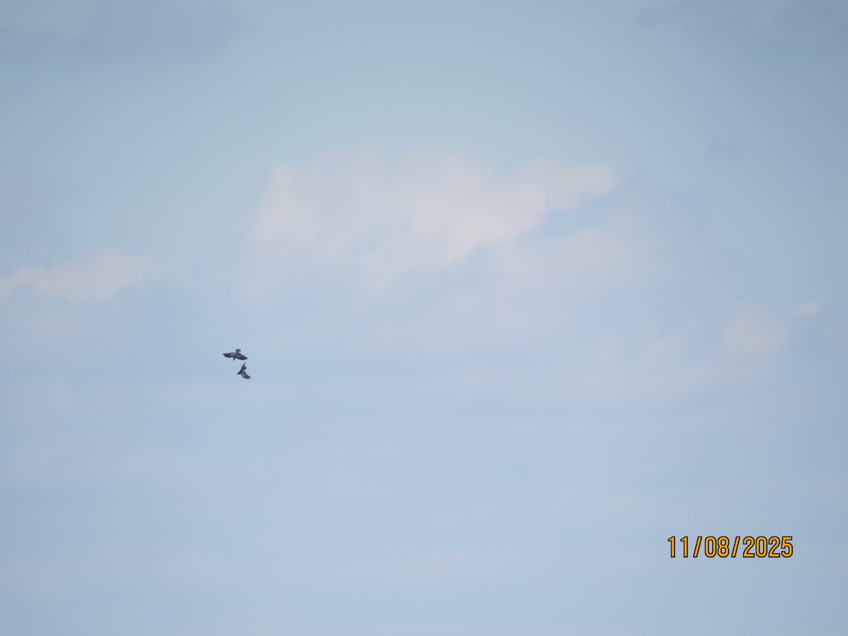 Kuzgun - ML644942906