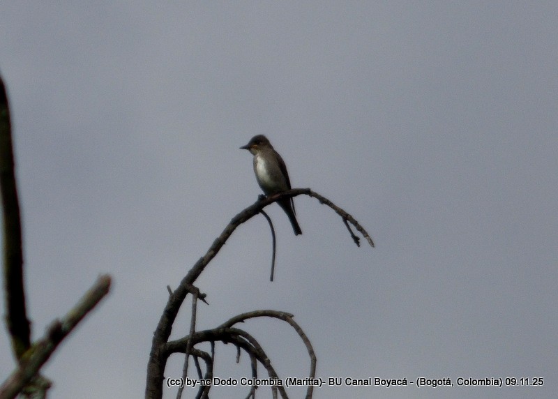 Olive-sided Flycatcher - ML644942910