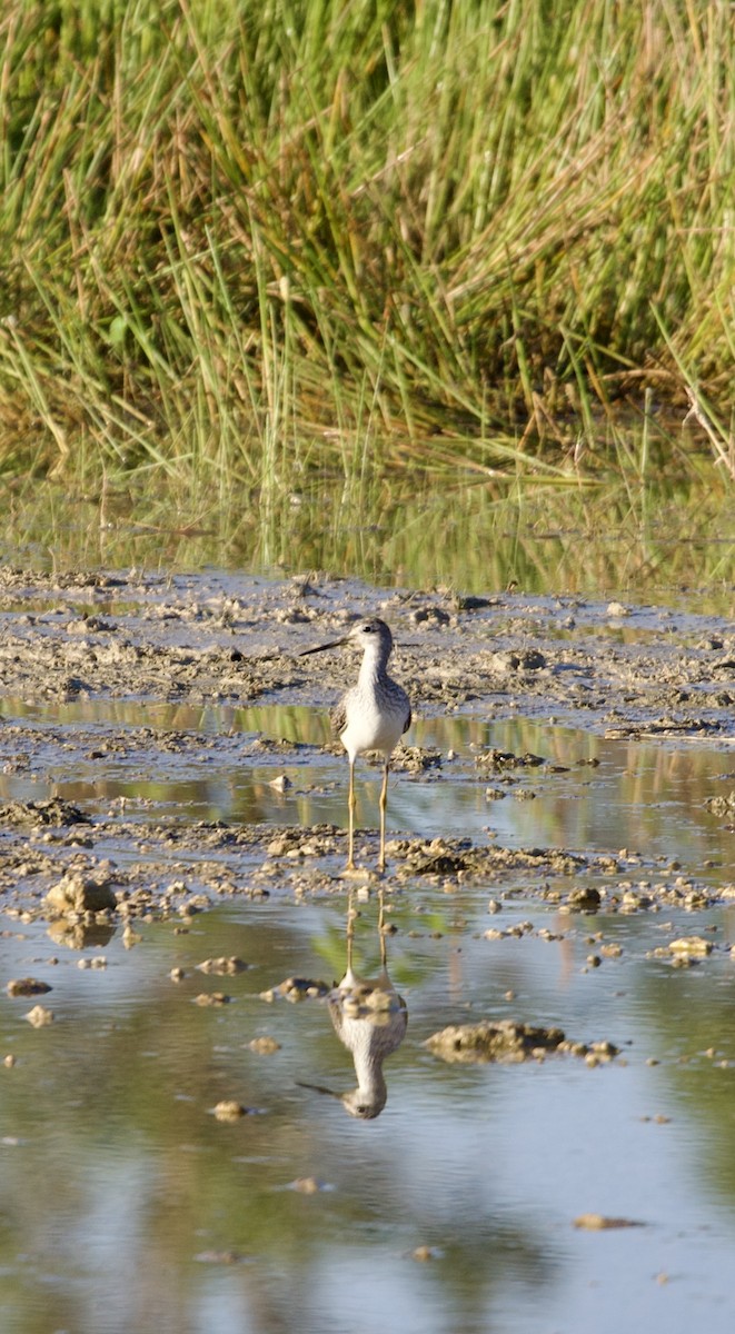 Greater Yellowlegs - ML644942914