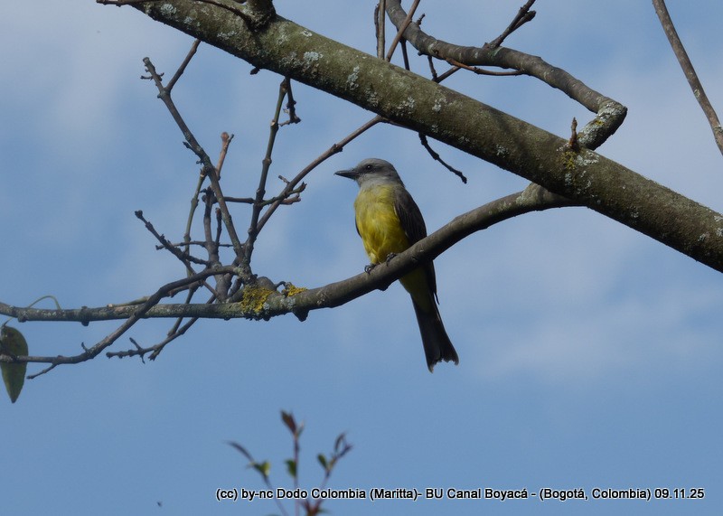 Tropical Kingbird - ML644942917