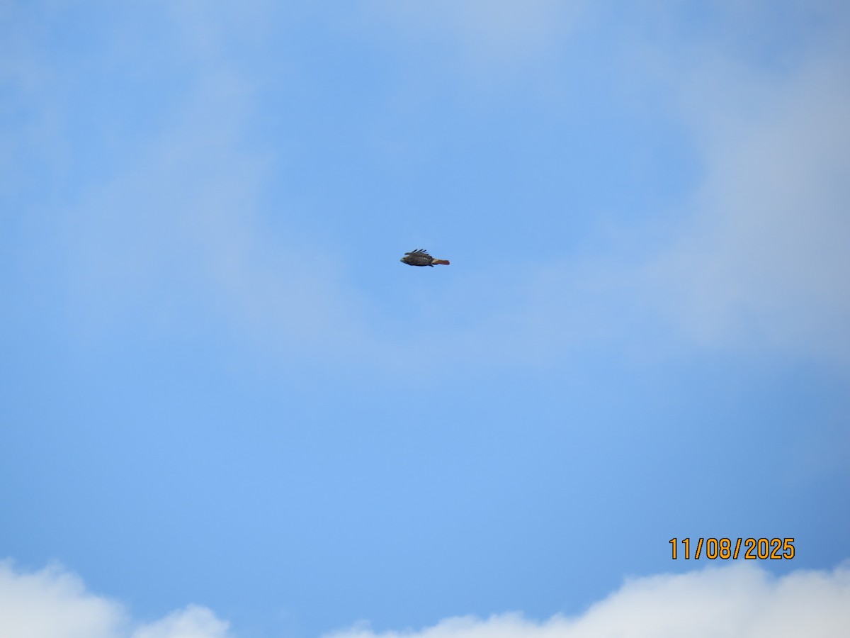 Kızıl Kuyruklu Şahin - ML644942918