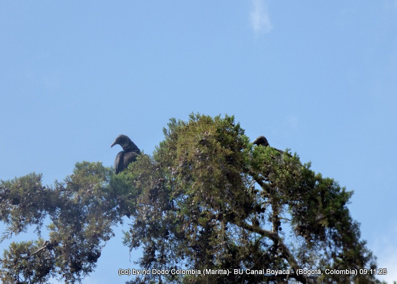 Black Vulture - ML644942931