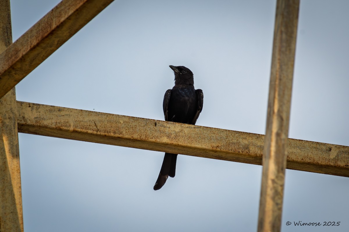 drongo černý - ML644942941