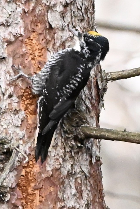 Amerika Üç Parmaklı Ağaçkakanı - ML644942942