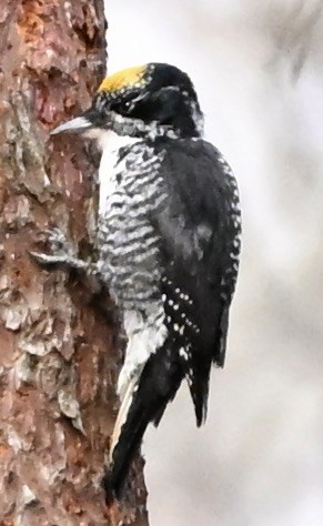 Amerika Üç Parmaklı Ağaçkakanı - ML644942943