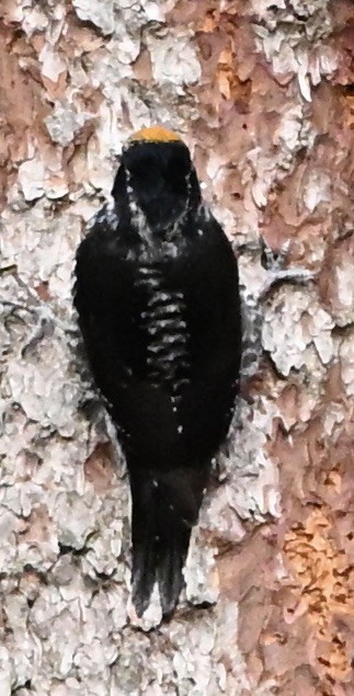 Amerika Üç Parmaklı Ağaçkakanı - ML644942944