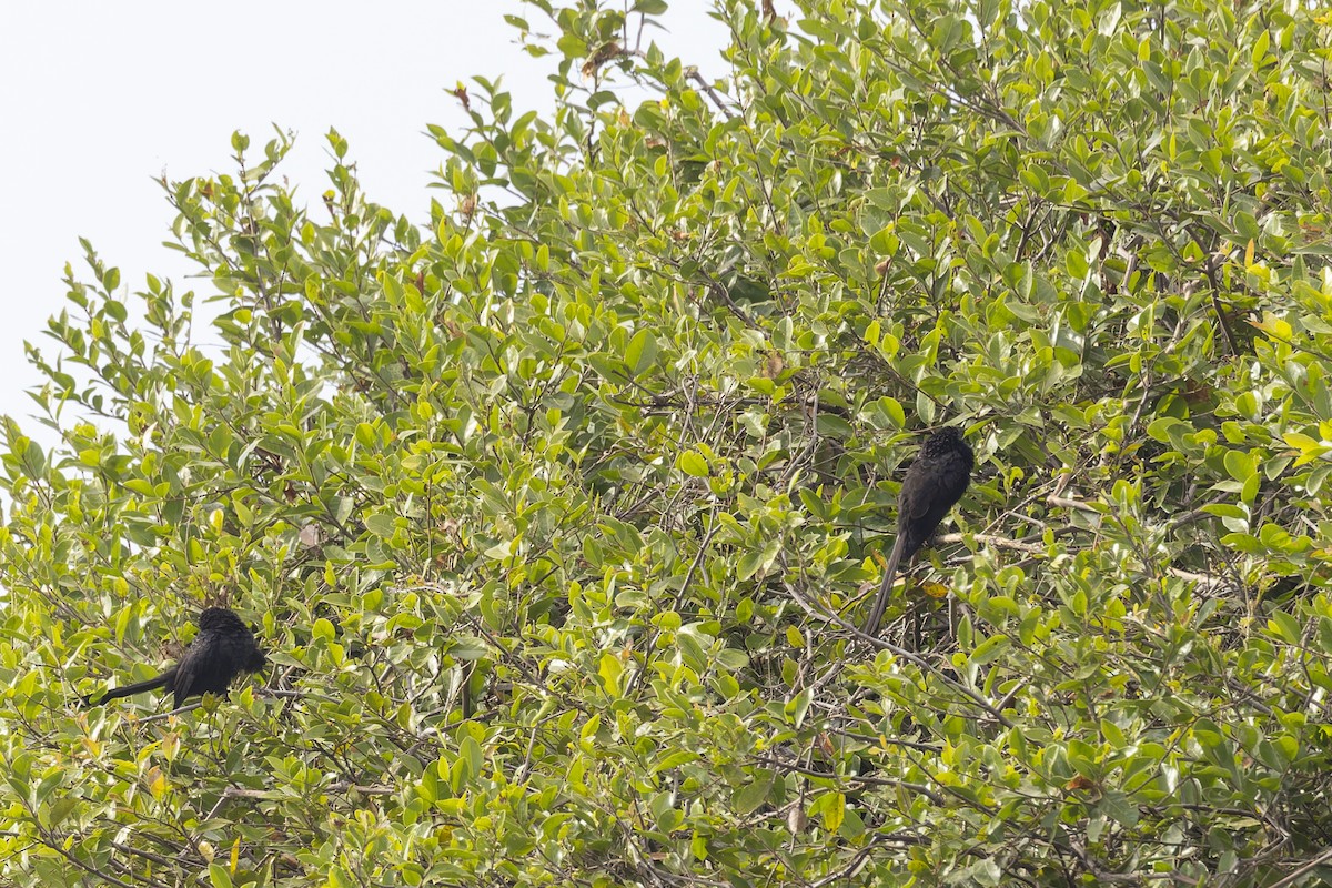 glattnebbani - ML644942945