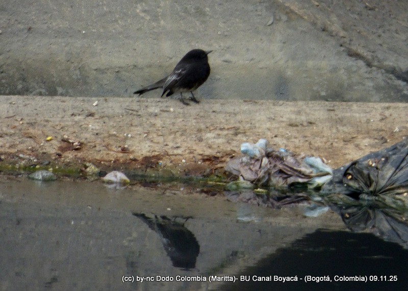 Black Phoebe - ML644942964