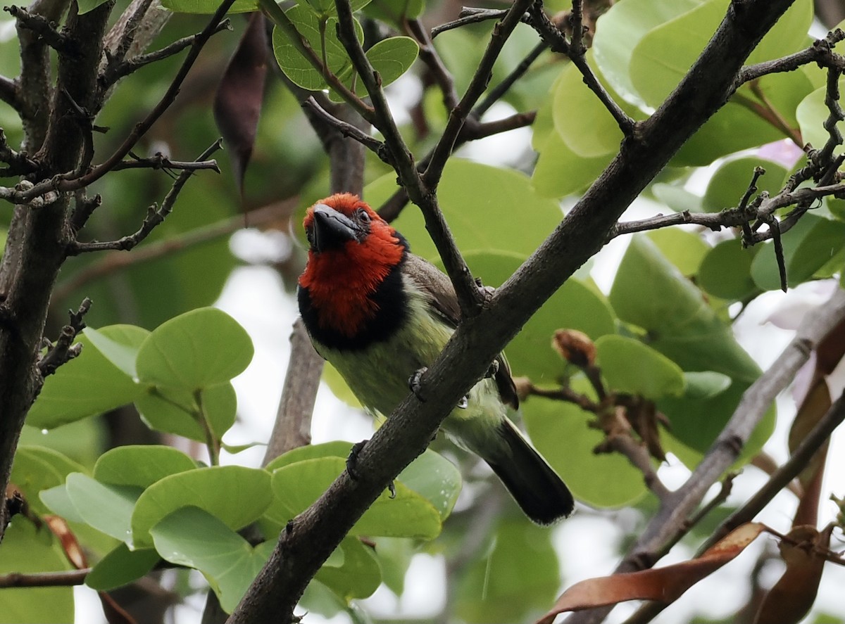 Лібія чорношия - ML644942970