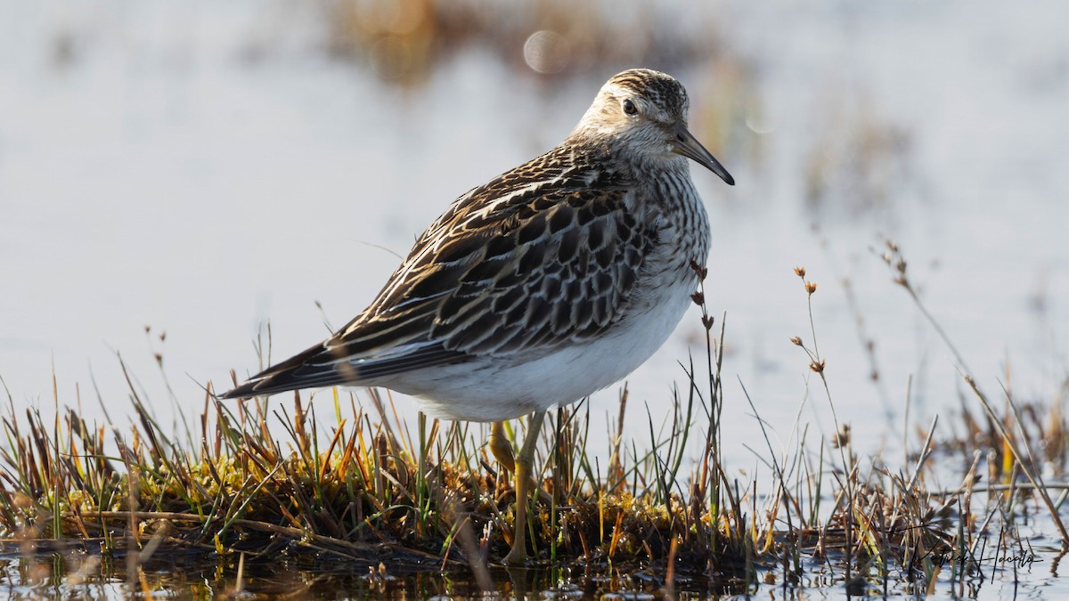 חופית כהת-חזה - ML644942975
