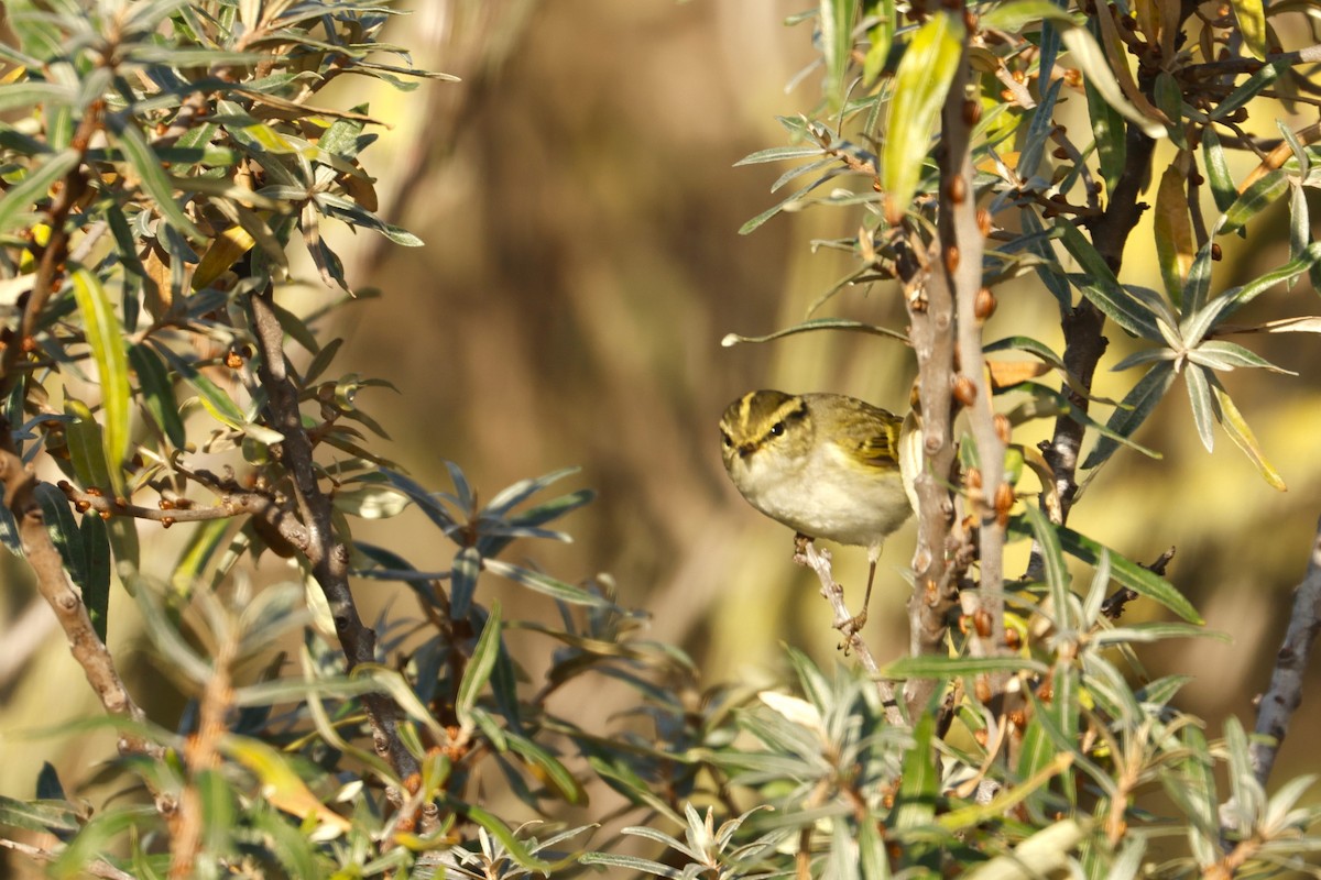 黃腰柳鶯 - ML644942979