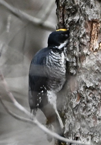 Kara Sırtlı Ağaçkakan - ML644943008