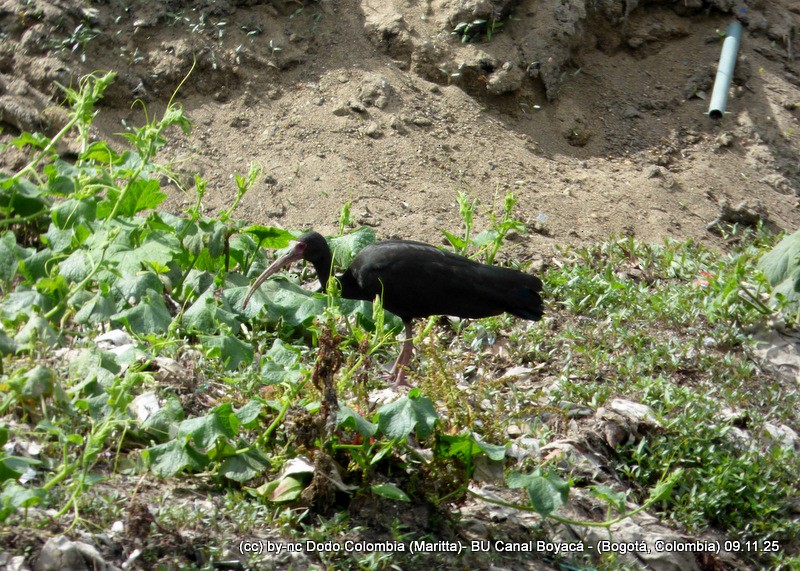 Bare-faced Ibis - ML644943024