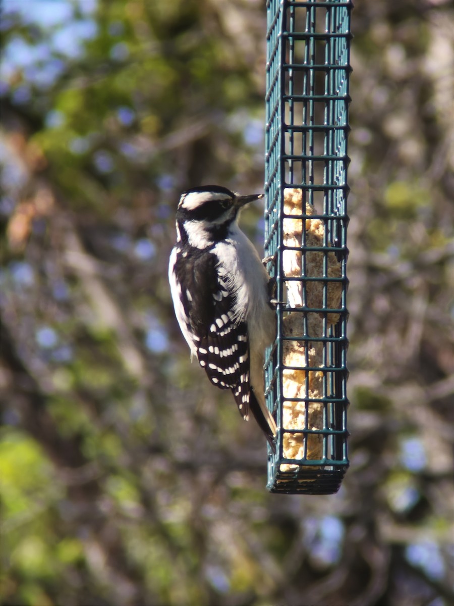 Hairy Woodpecker - ML644943062