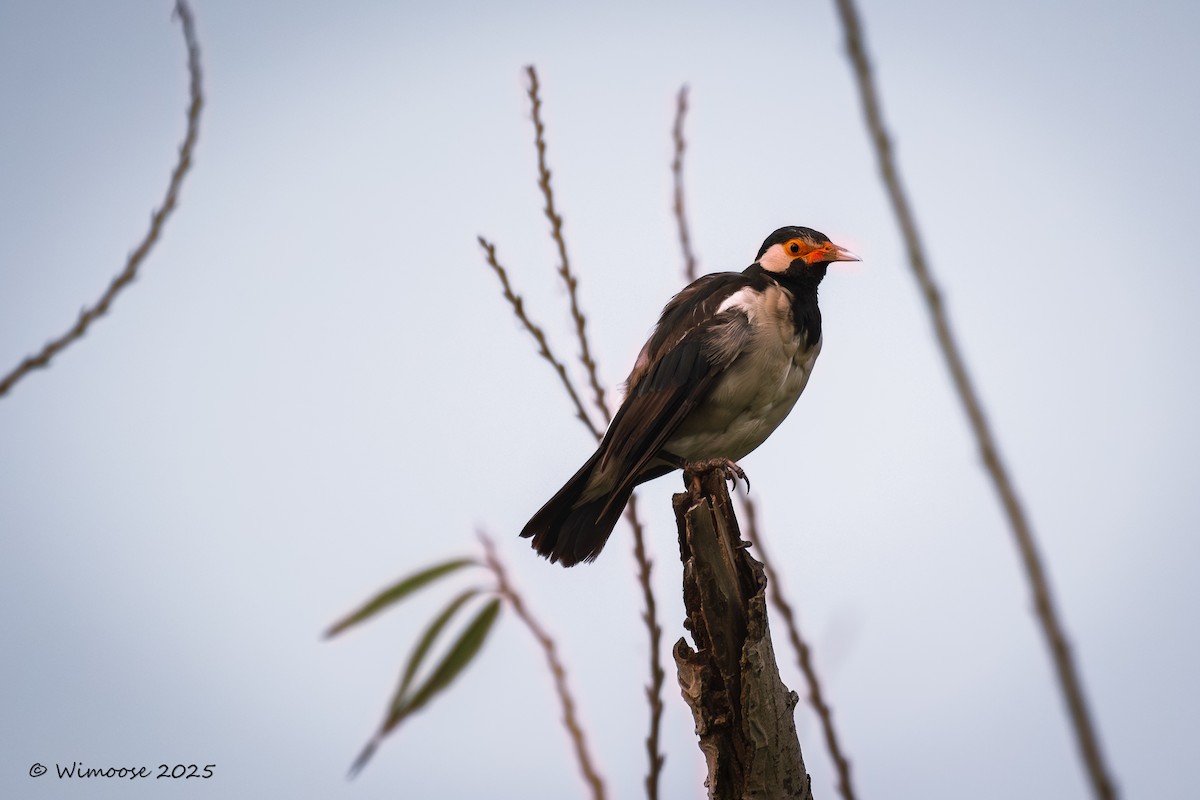 印度鵲椋鳥 - ML644943091