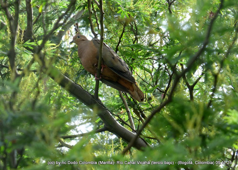 Eared Dove - ML644943092