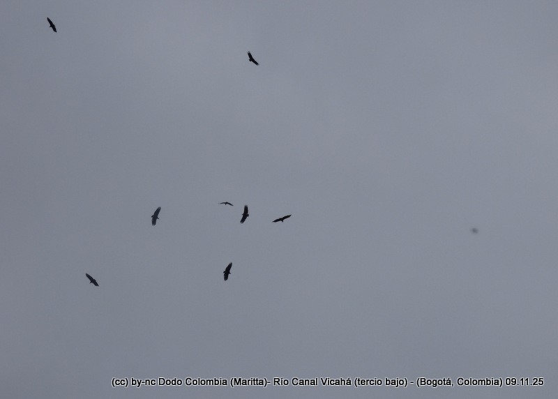 Black Vulture - ML644943112