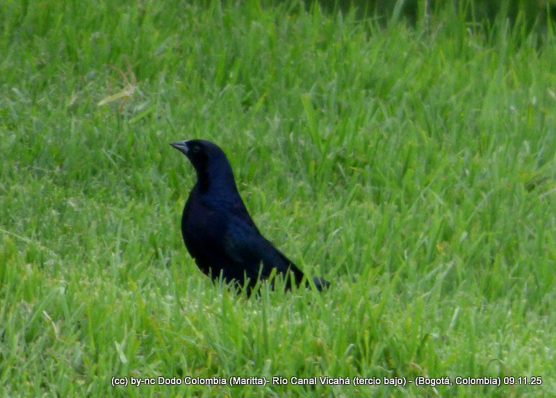 Shiny Cowbird - ML644943130