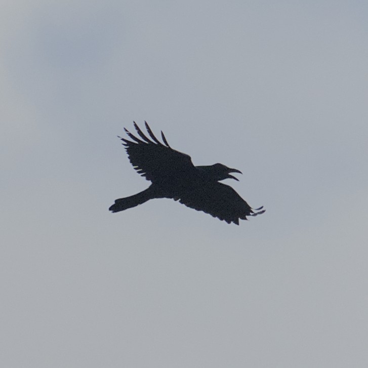 Common Raven - ML644943138