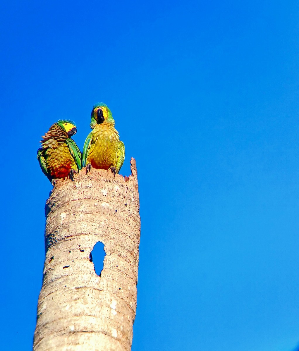 Red-bellied Macaw - ML644943142