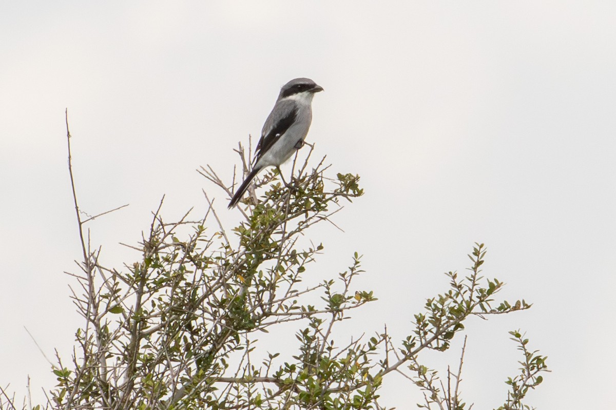 Amerika Örümcekkuşu - ML644943143