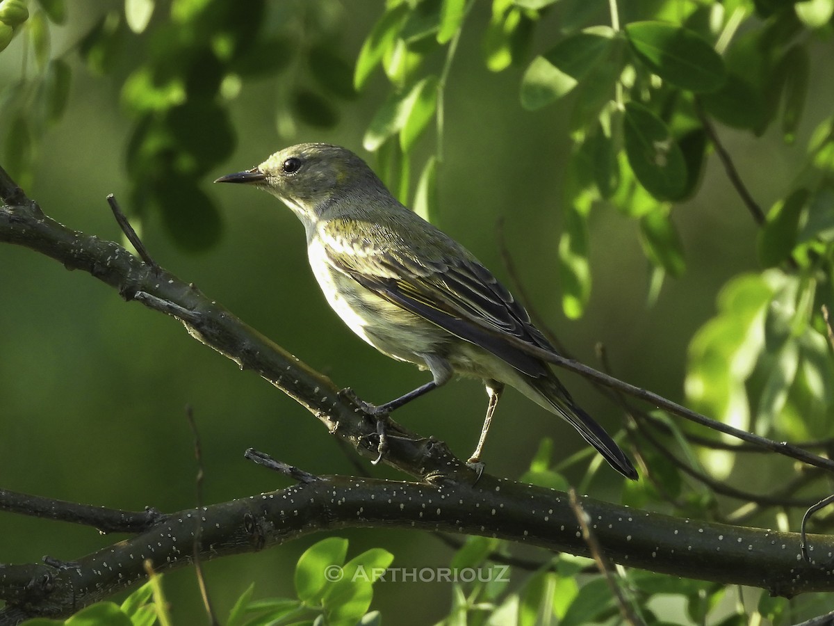Cape May Warbler - ML644943152