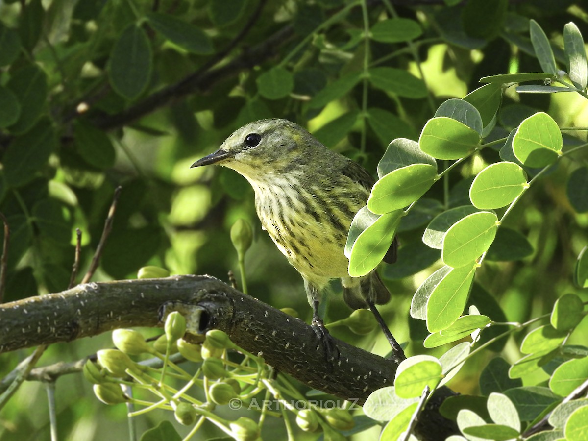 Cape May Warbler - ML644943153