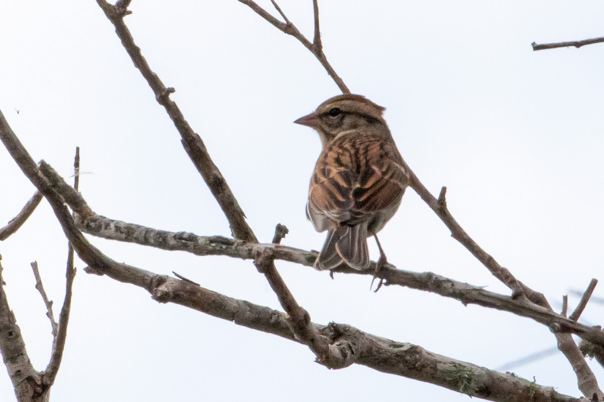 Cırcır Sesli Serçe - ML644943154