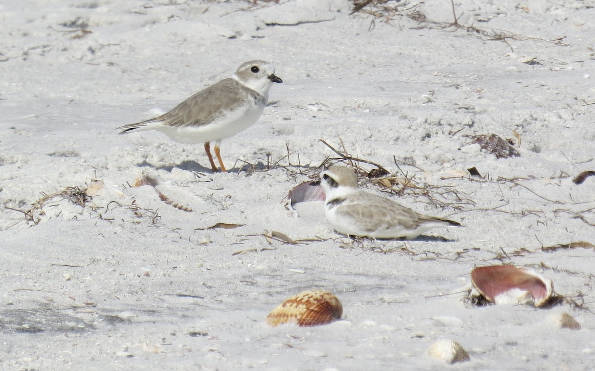 Snowy Plover - ML644943165