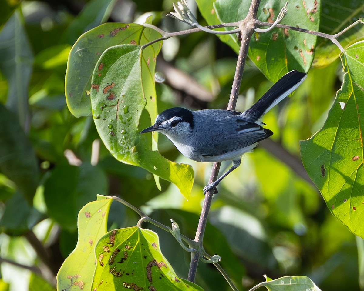 White-browed Gnatcatcher - ML644943187