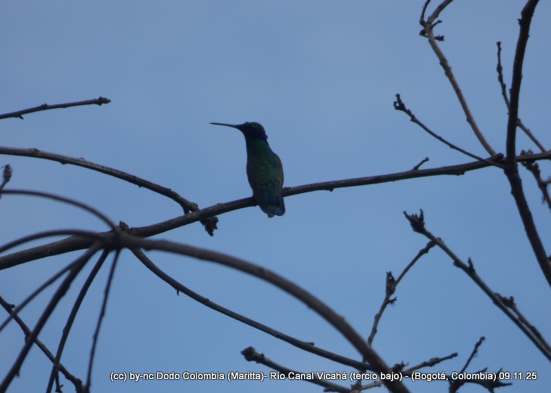 Sparkling Violetear - ML644943194