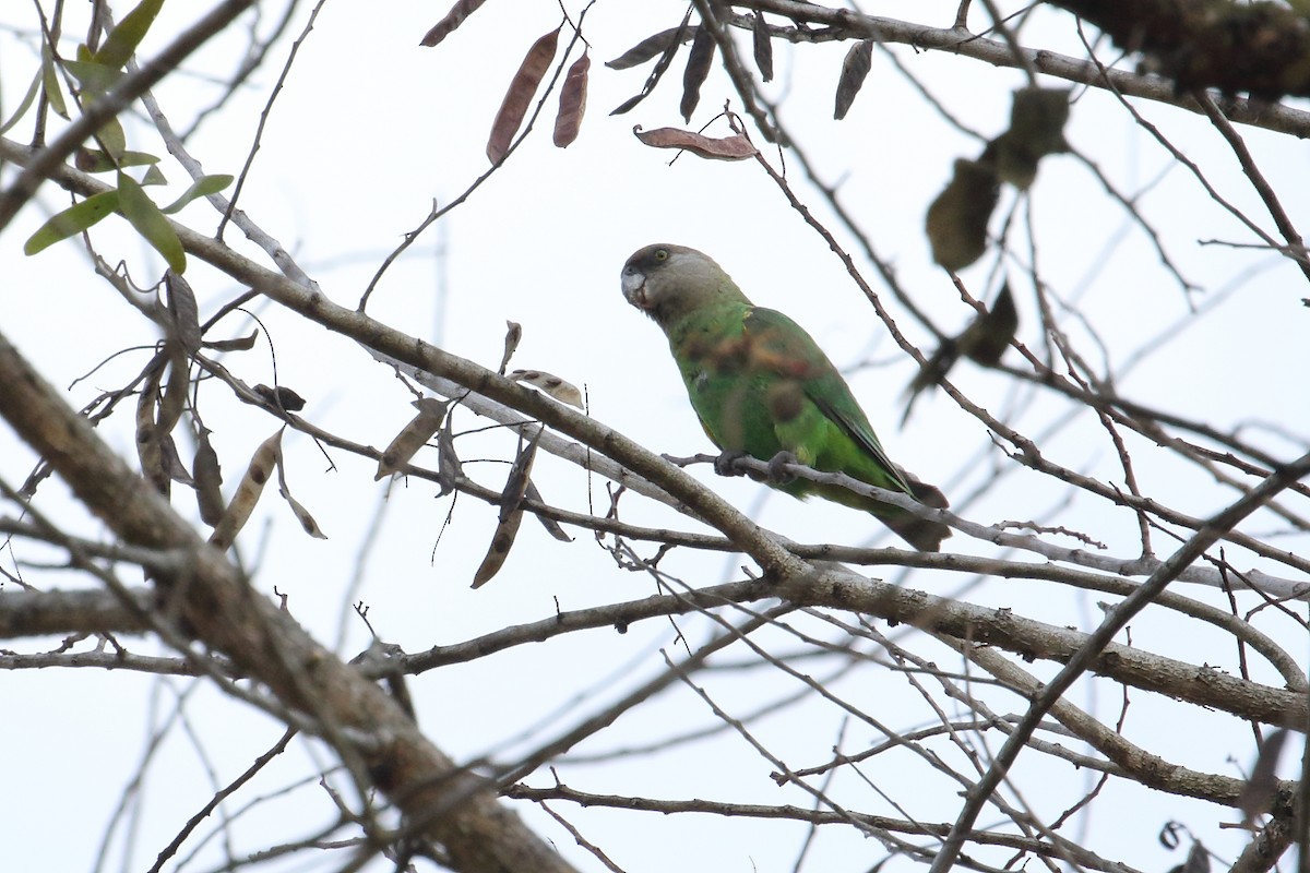 Brown-headed Parrot - ML644943202