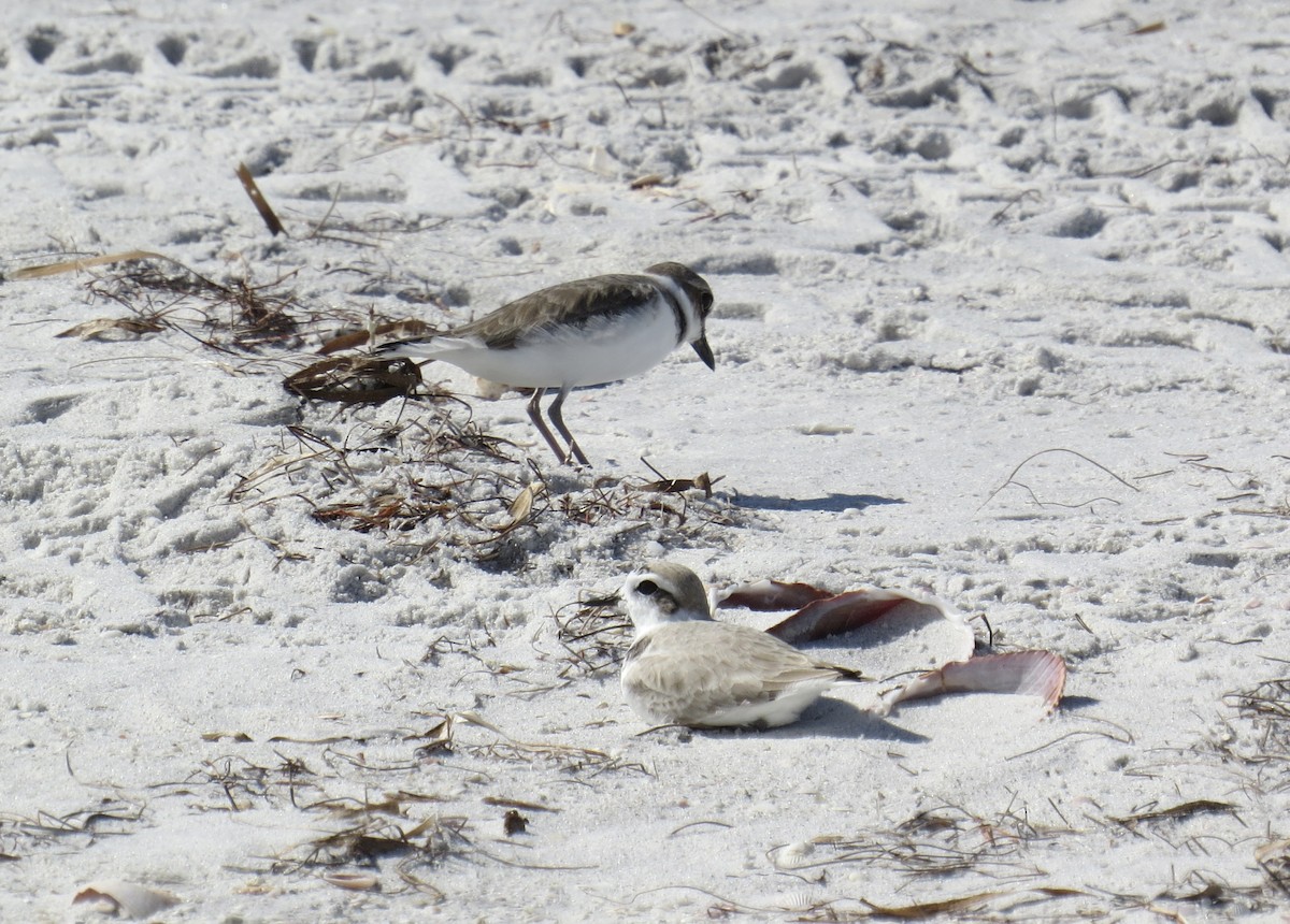 Snowy Plover - ML644943211