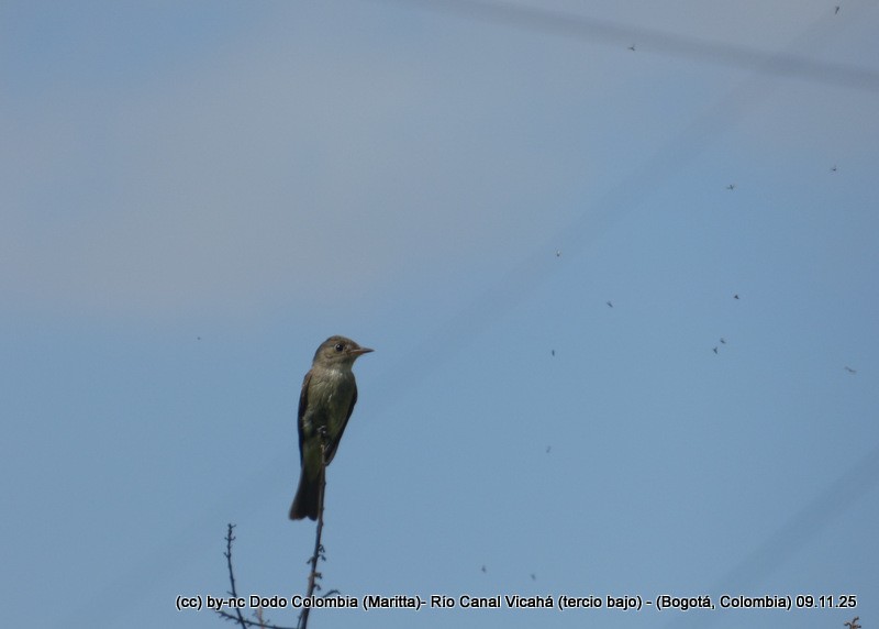 Eastern Wood-Pewee - ML644943214
